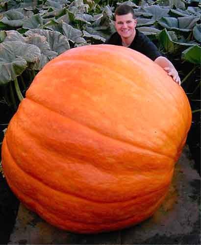 Amazing Pumpkin