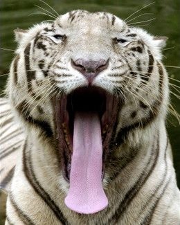 Gene Simmons the Tiger