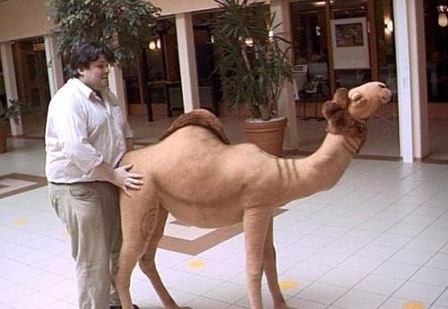 Camel Lover