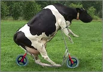 Cowcycle