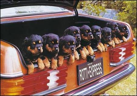All Aboard the Rotti Express