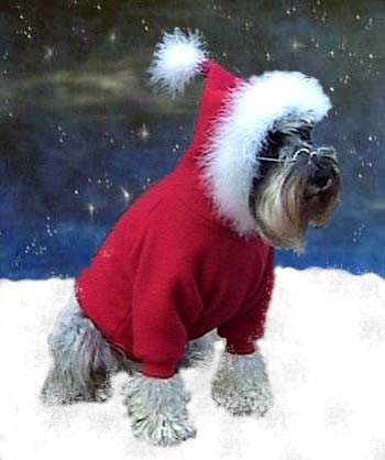 Cute dog in a holiday outfit