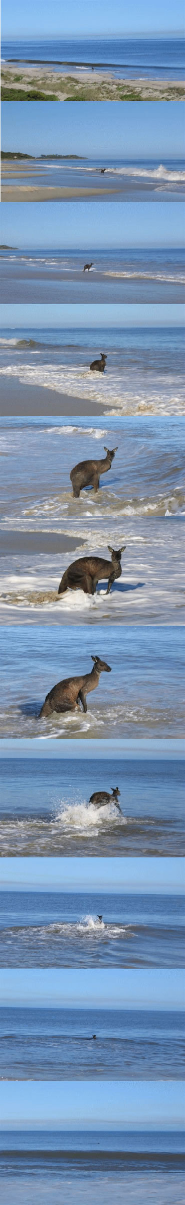 Goodbye Kangaroo