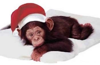 Holiday monkey!