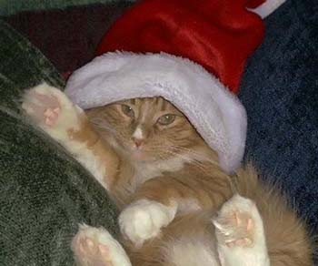 Christmas Kitty!