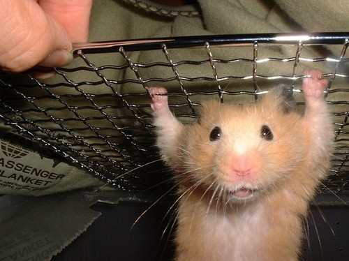Hamster in Peril