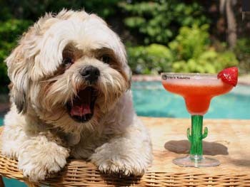 Who gave the dog a martini?