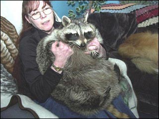I'd suggest that this woman stop feeding her raccoon