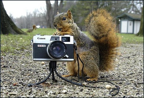 Squirrel Cam