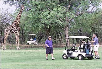 Just another day on the Zoo's golf course