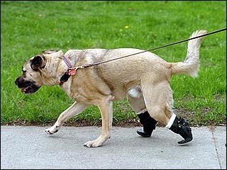 Check out this dog's awesome robot feet!