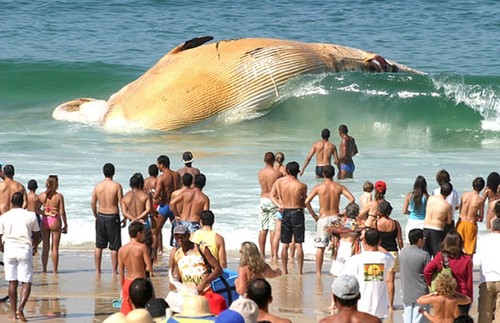 Big Beached Whale