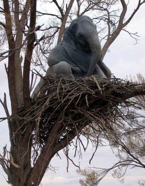 Elephant Nest