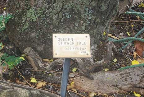 This is the golden shower tree!