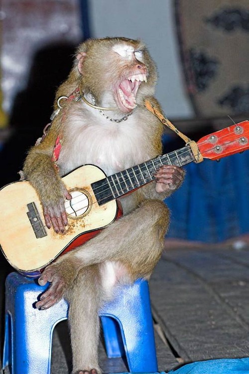 Rockin Monkey