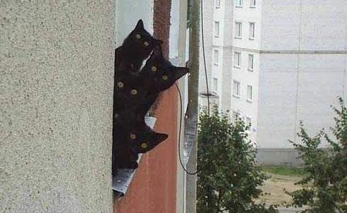 Dont Fall, Kitties!