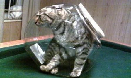 Cat Stuck in Jar