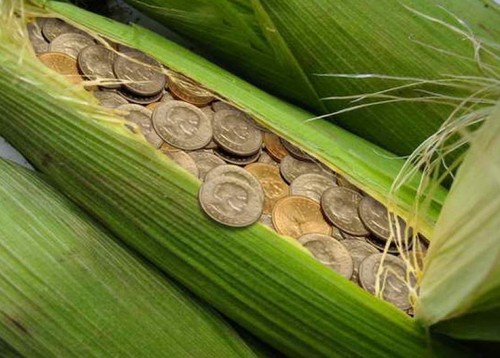 Corn Money Stash