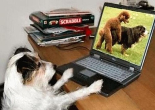 What Dogs Do Online