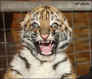 Baby Tiger.  WTF!!
