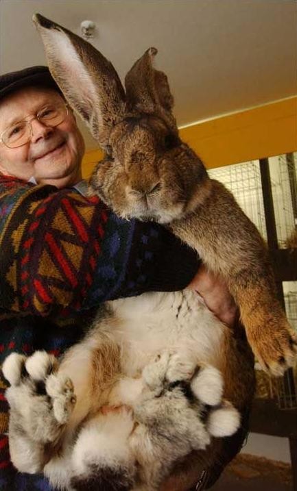 Huge Bunny