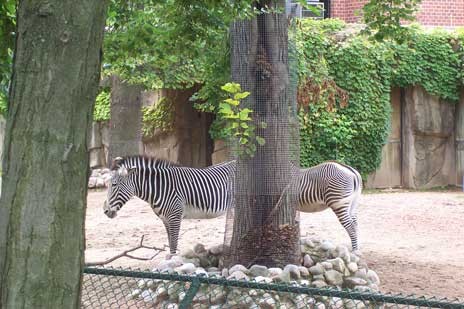 1 zebra or 2?