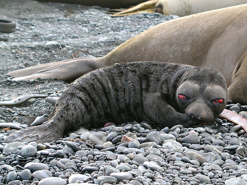 Inbred Harbor Seal