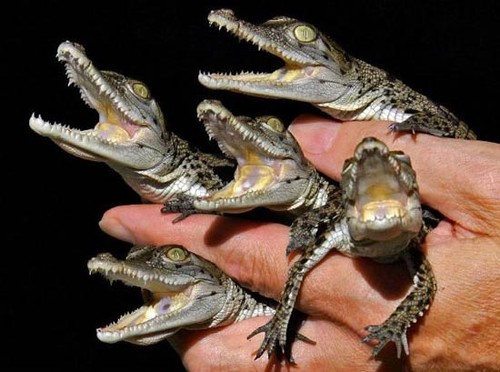 Tiny Little Gators