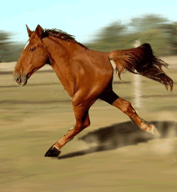 Running Horse, Kind Of