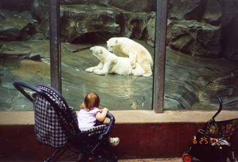 Little kid watching polar bears have sex