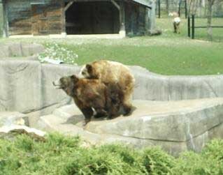 Bears humping
