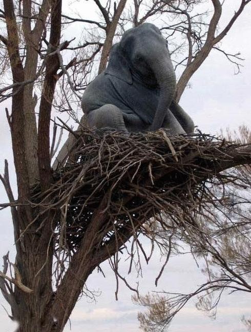 Elephant In Tree