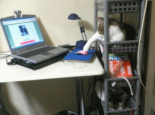 Cat Surfin the Web