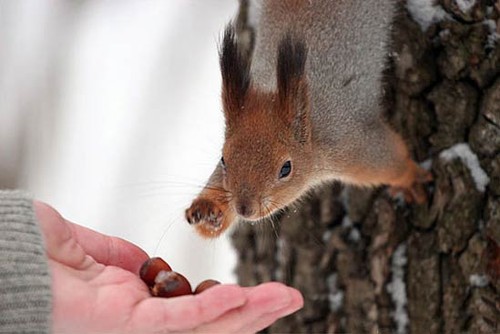 Feed The Squirrel!