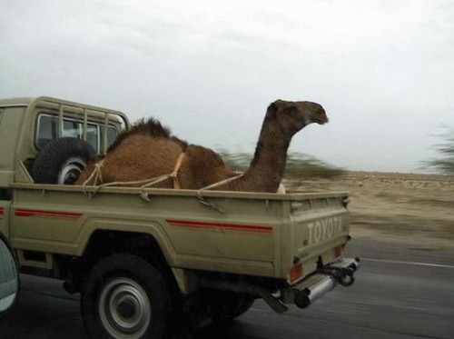 Haulin A Camel