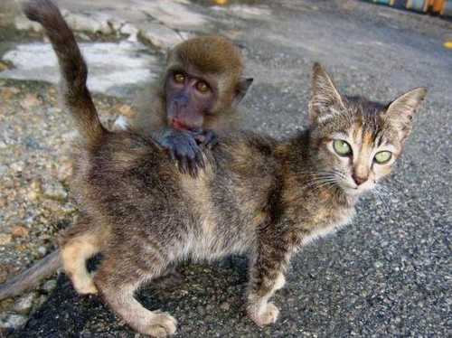 Monkeys Cat