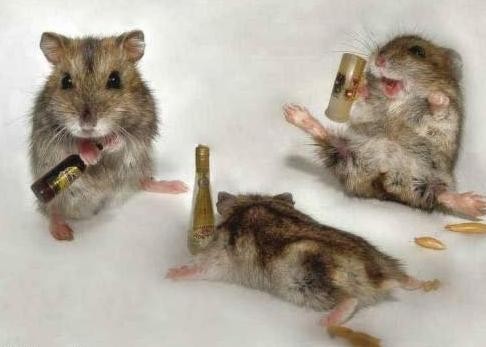 Drunk Mice