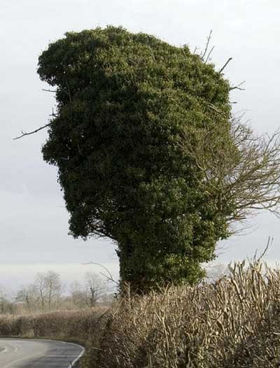 Head Tree