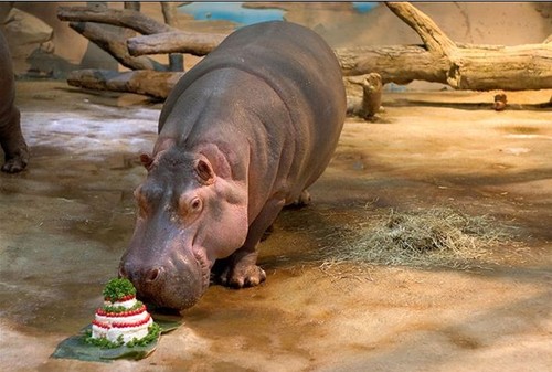 Happy Birthday Hippo