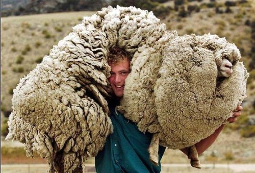 Shoulder Sheep