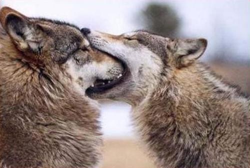 Wolf Bite