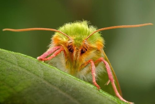 Bug Close Up