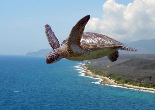 Oh No! Flying Turtle!