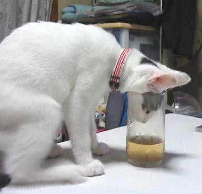 Kitty Wants A Drink