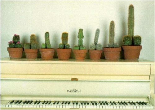 Cactus Fun