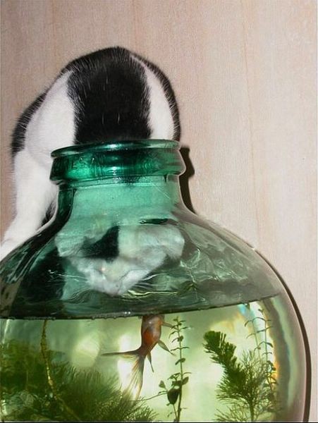 Fish bowl and cat