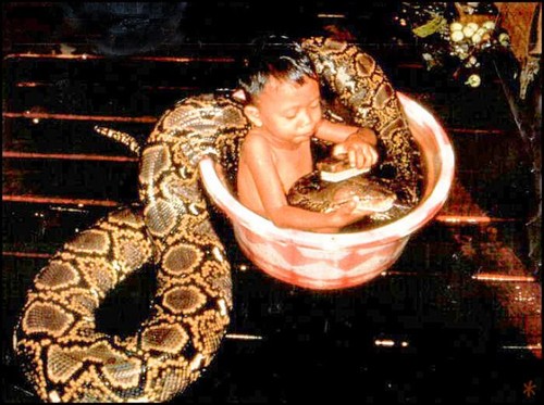 Kid washing a giant snake