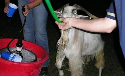 Drunk Goat