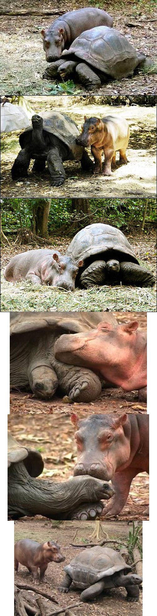 Turtle Adopts Hippo