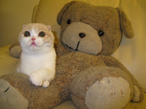Cute Kitty & Bear